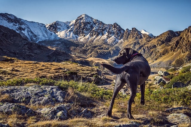 Passeggiate in montagna con il cane - Vita Outdoor