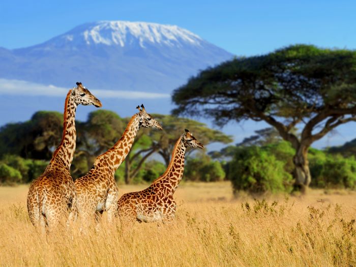 Trekking in Africa con vita alle giraffe